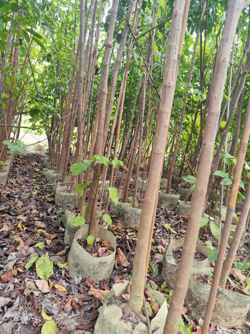 秋枫原生苗1-3公分出售现货有量欢迎现场选购