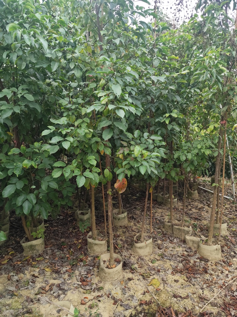 秋枫原生苗1-3公分出售现货有量欢迎现场选购