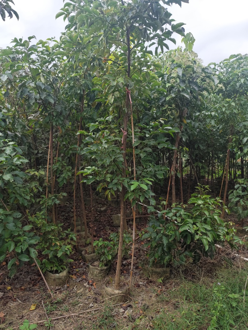 秋枫原生苗1-3公分出售现货有量欢迎现场选购