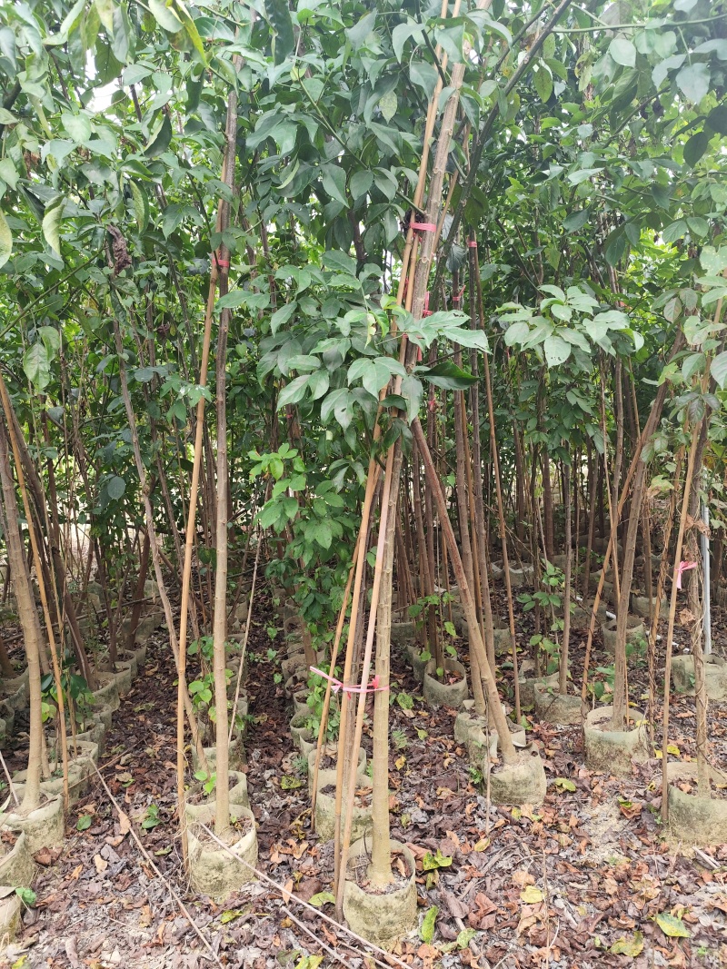 秋枫原生苗1-3公分出售现货有量欢迎现场选购
