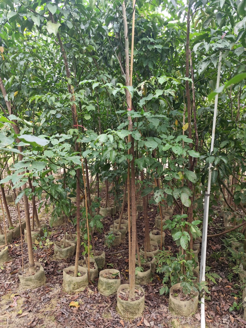 秋枫原生苗1-3公分出售现货有量欢迎现场选购