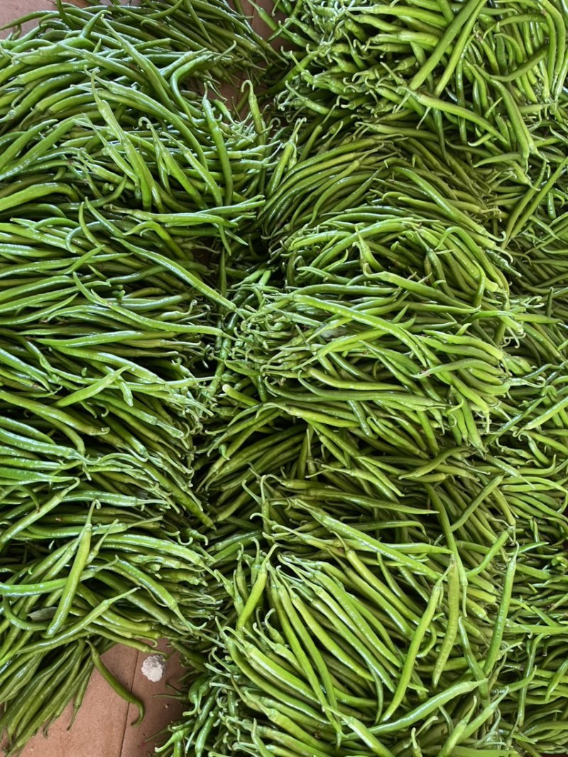 广东湛江鲜辣椒，线椒，一手货源，产地直发，欢迎咨询