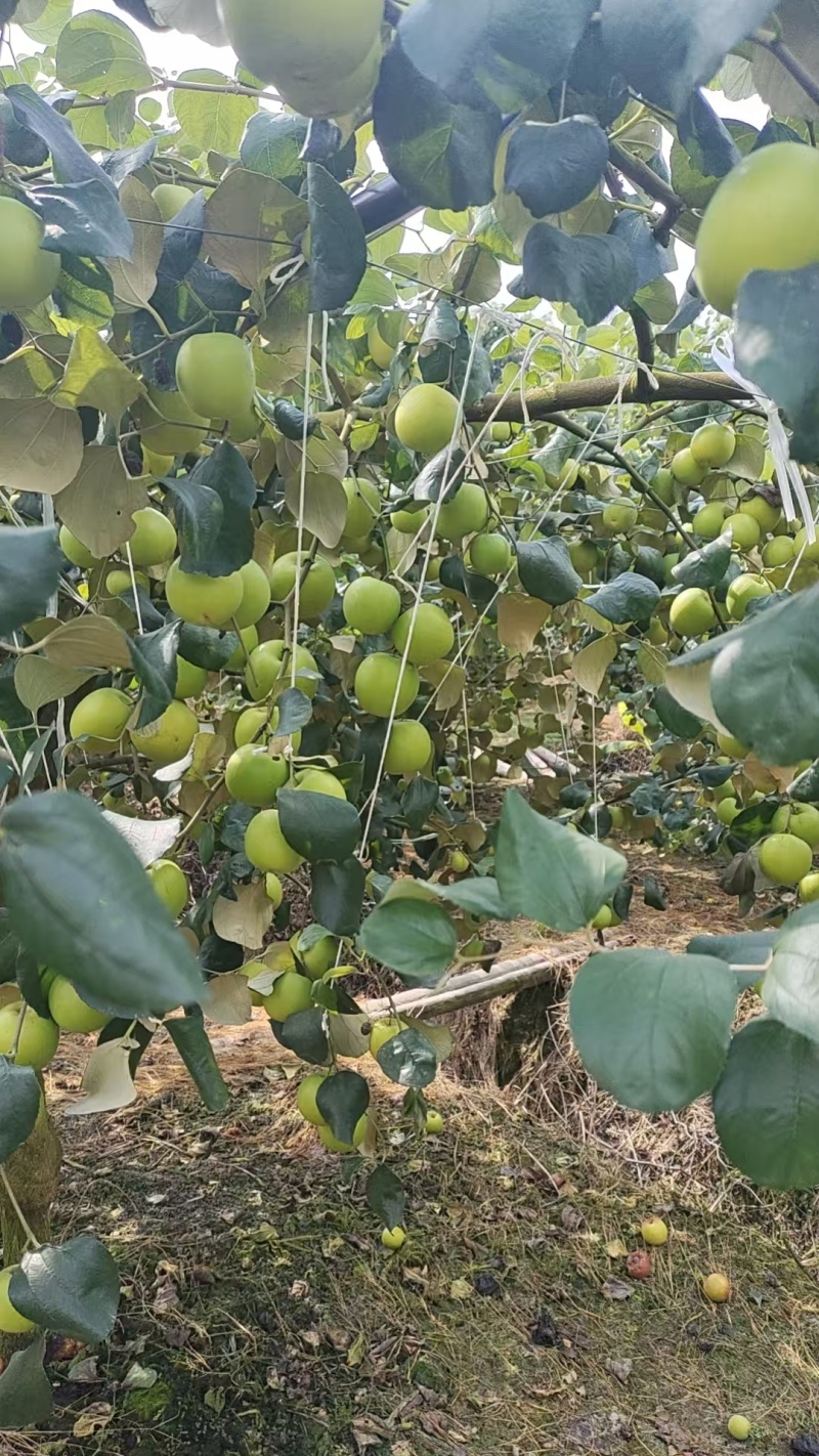 西双版纳苹果枣