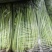 江苏淮安小香芹青芹菜大量接单量大从优欢迎来电