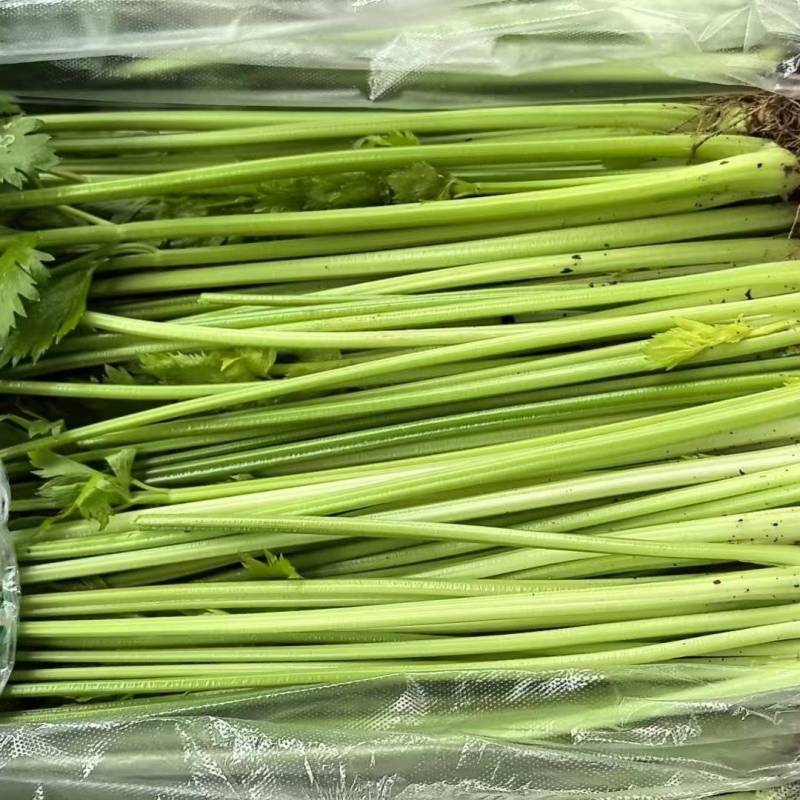 【推荐】江苏精品青芹菜小香芹大量供应欢迎看货