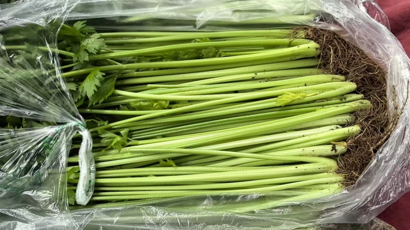 【推荐】江苏精品青芹菜小香芹大量供应欢迎看货