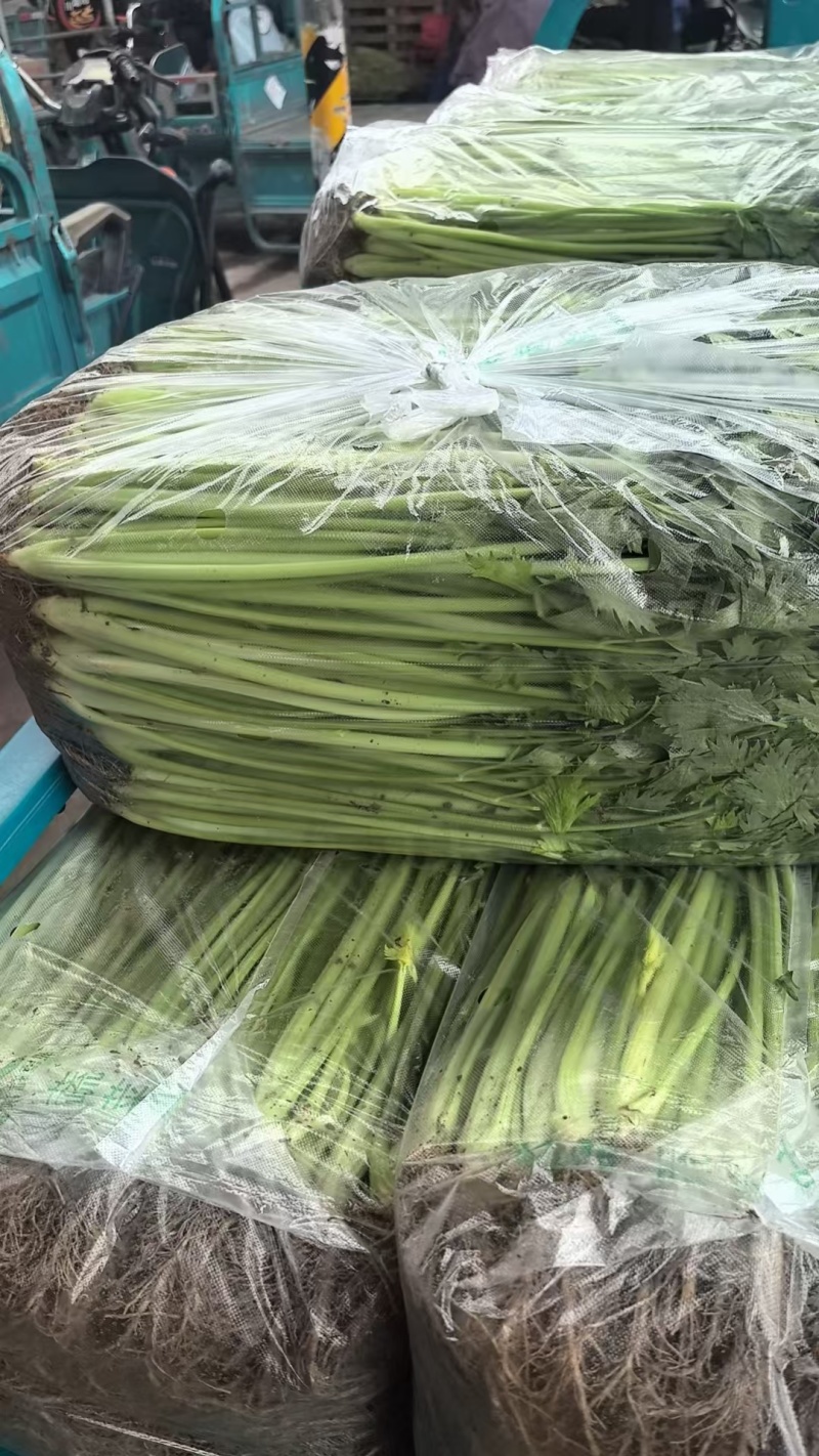 【推荐】江苏精品青芹菜小香芹大量供应欢迎看货
