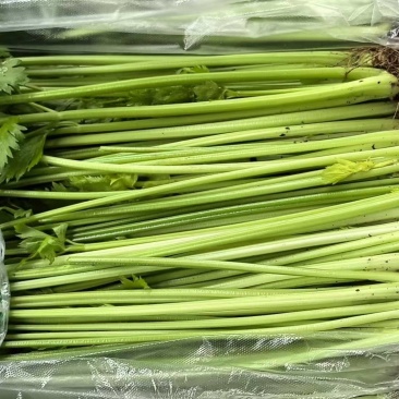 【实力】芹菜供应商江苏芹菜大量上市品质保证欢迎下单