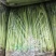 【实力】芹菜供应商江苏芹菜大量上市品质保证欢迎下单
