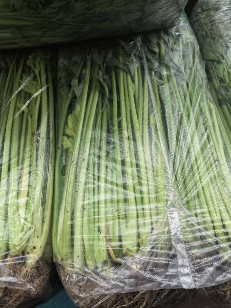 【实力】芹菜供应商江苏芹菜大量上市品质保证欢迎下单