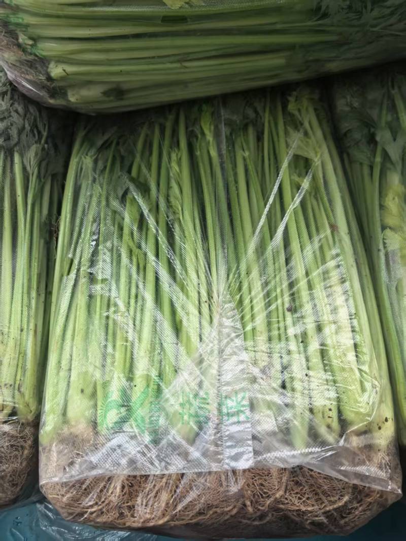 【实力】芹菜供应商江苏芹菜大量上市品质保证欢迎下单