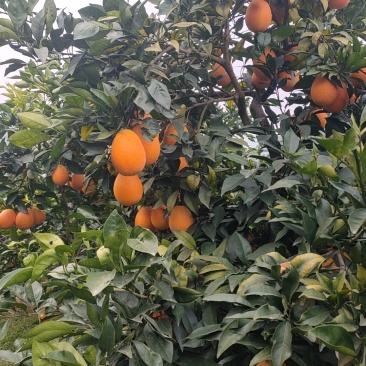 湖北省秭归县纽荷尔长虹脐橙，果品细厘，口感香甜。