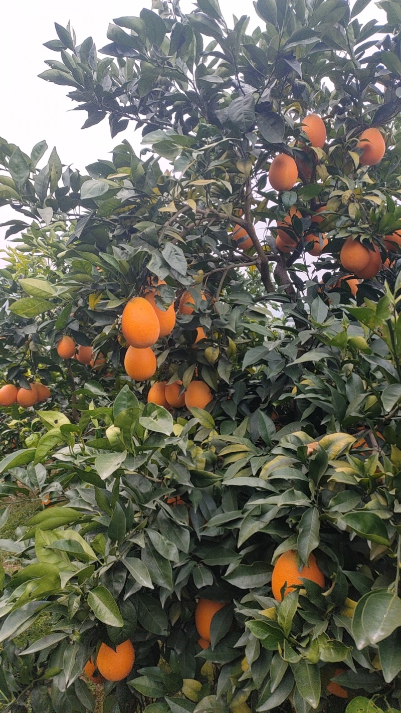 湖北省秭归县纽荷尔长虹脐橙，果品细厘，口感香甜。