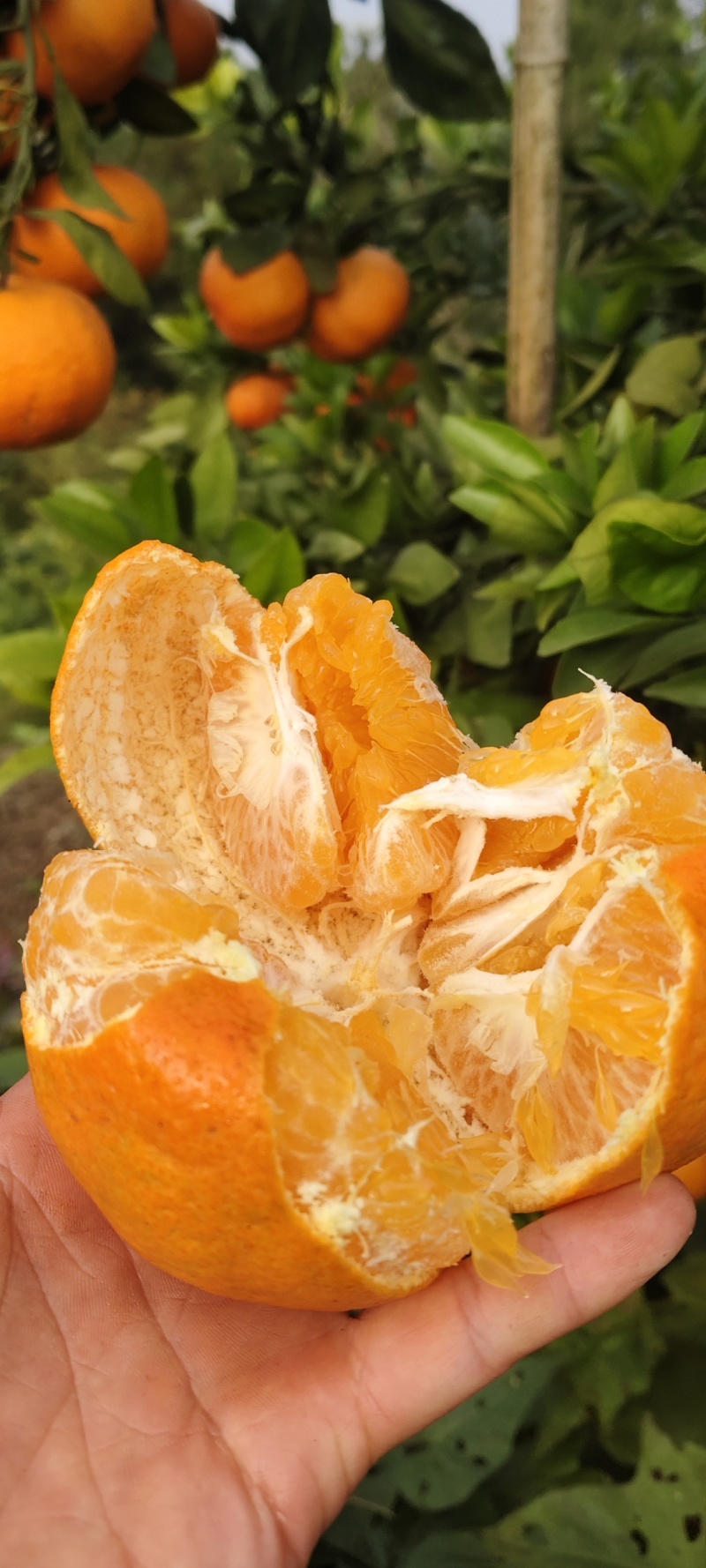 甘平柑橘皇后