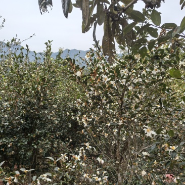 广西三江山茶油