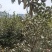 广西三江山茶油