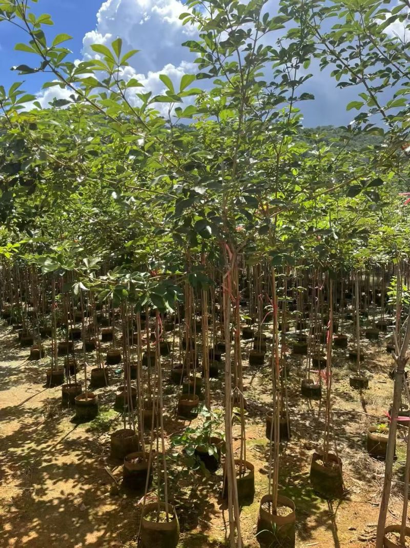 黄花风铃木原生苗1-2-3公分大量出售自家货源规格齐