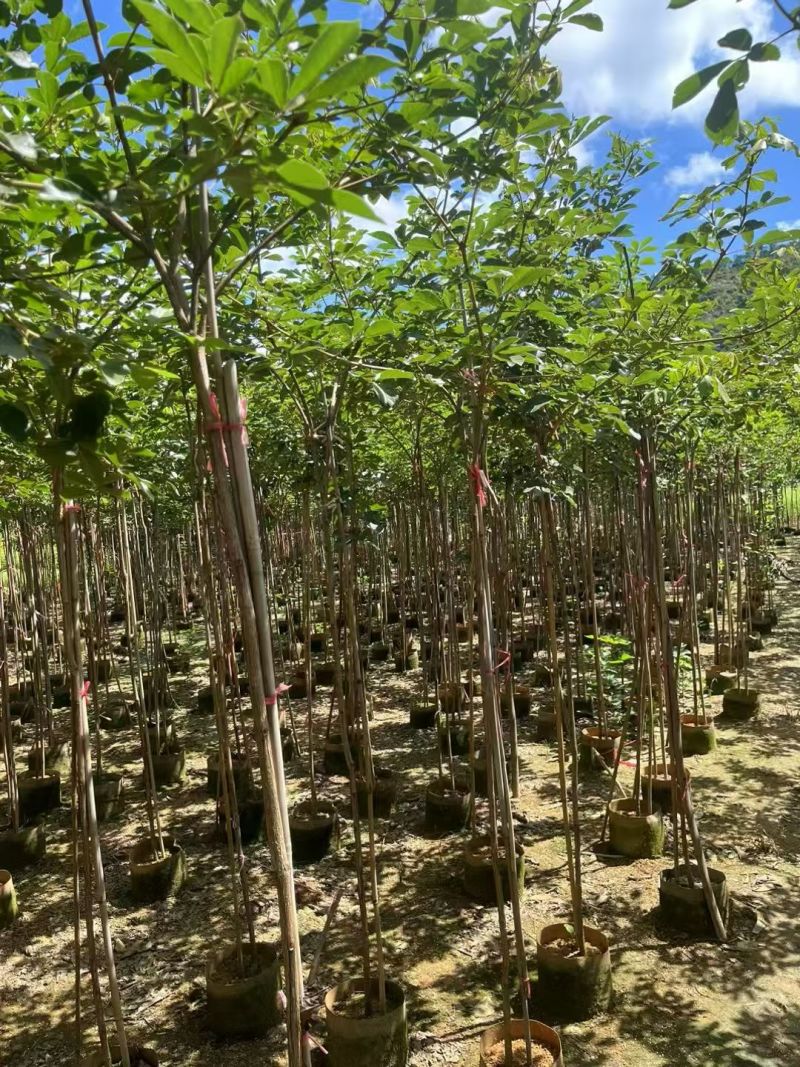 黄花风铃木原生苗1-2-3公分大量出售自家货源规格齐