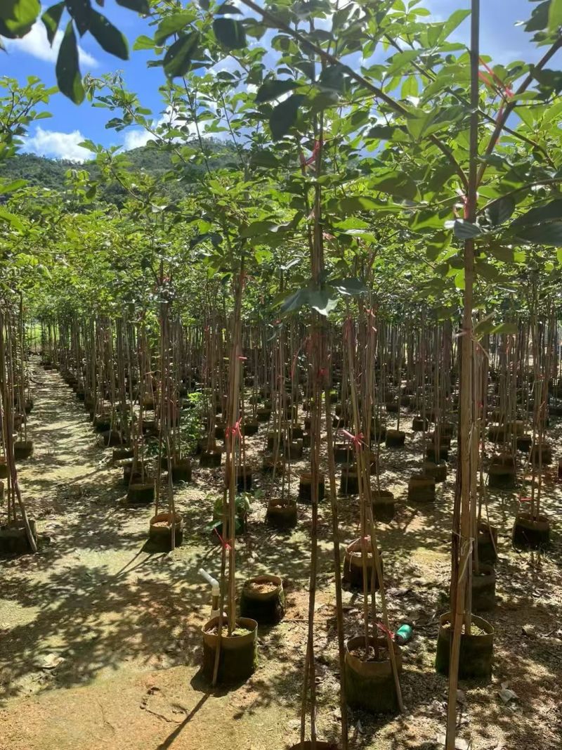 黄花风铃木原生苗1-2-3公分大量出售自家货源规格齐