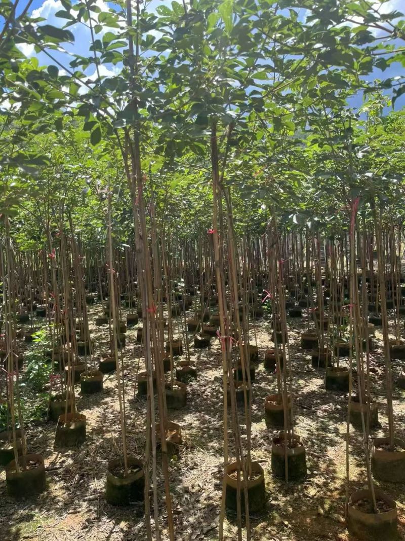 黄花风铃木原生苗1-2-3公分大量出售自家货源规格齐
