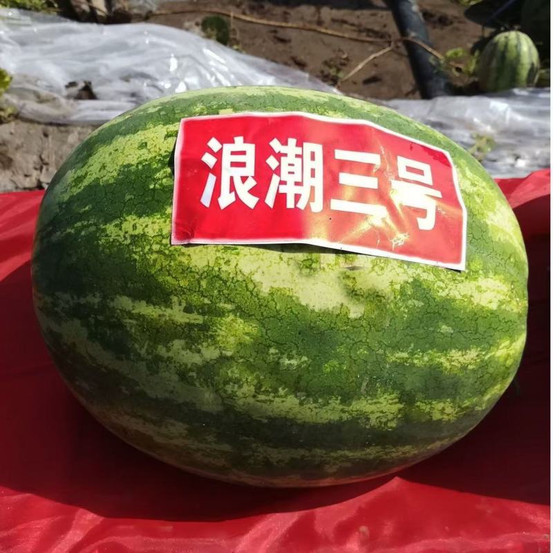浪潮三号花皮无籽西瓜种子果肉大红一致到边质脆多汁爽口