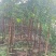 麻楝1-3公分大量出售自家货源量大价优欢迎现场选购