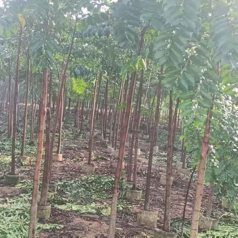 麻楝1-3公分大量出售自家货源量大价优欢迎现场选购