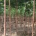 麻楝1-3公分大量出售自家货源量大价优欢迎现场选购