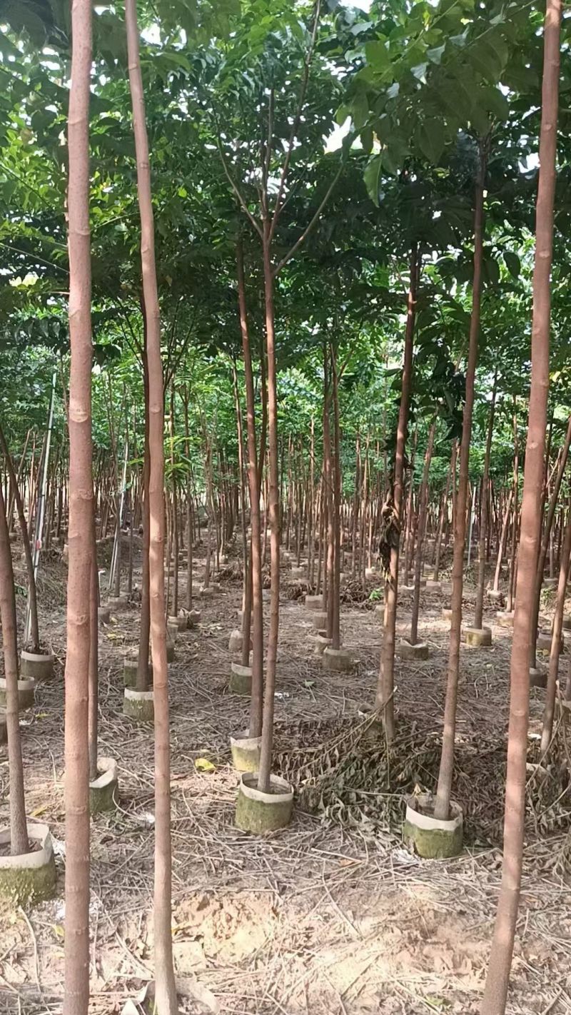 麻楝1-3公分大量出售自家货源量大价优欢迎现场选购