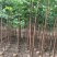麻楝1-3公分大量出售自家货源量大价优欢迎现场选购