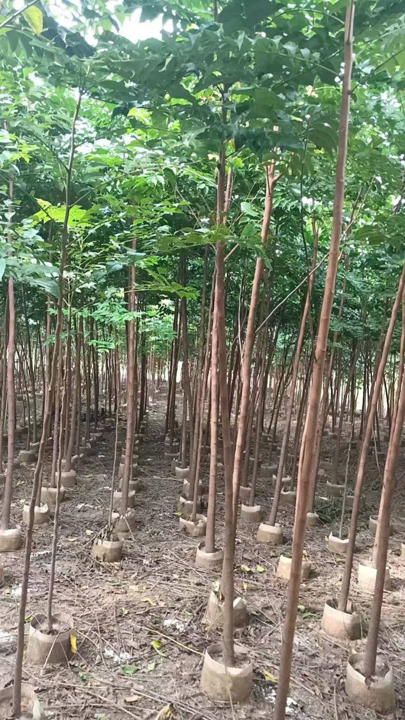 麻楝1-3公分大量出售自家货源量大价优欢迎现场选购