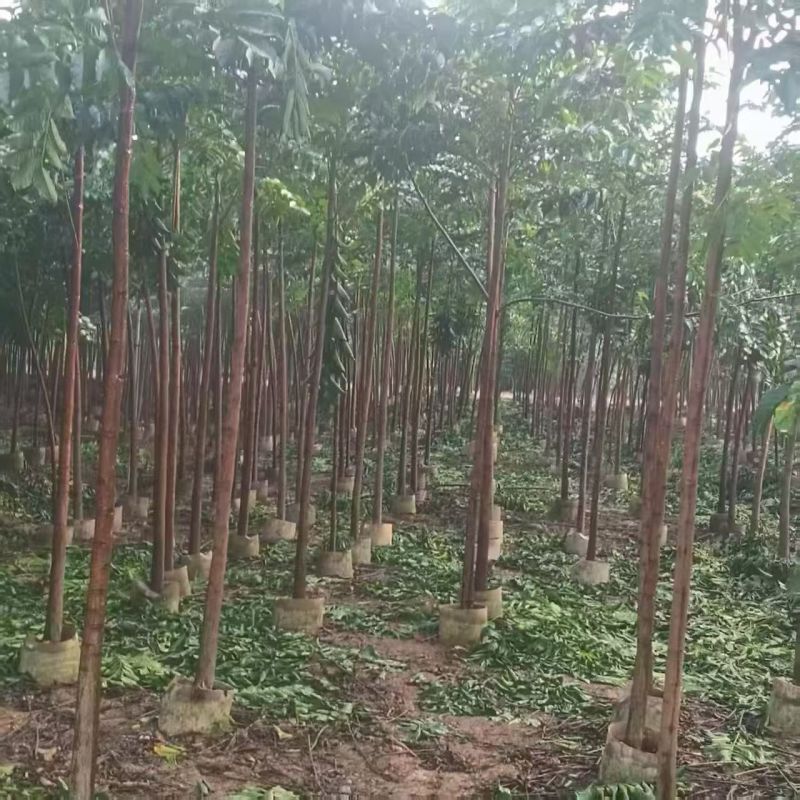 麻楝1-3公分大量出售自家货源量大价优欢迎现场选购