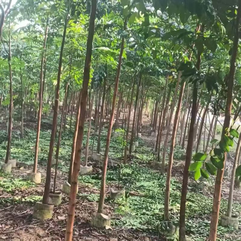 麻楝1-3公分大量出售自家货源量大价优欢迎现场选购