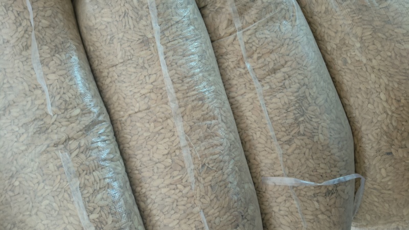 处理一批南瓜子3.5一斤，不包运费，有1.6吨整出有意联