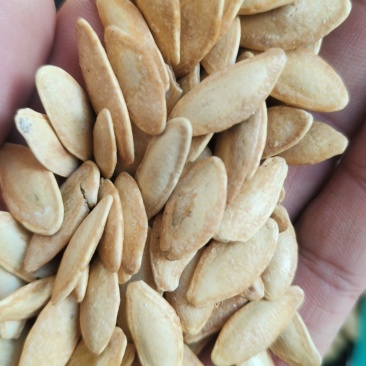 处理一批南瓜子3.5一斤，不包运费，有1.6吨整出有意联