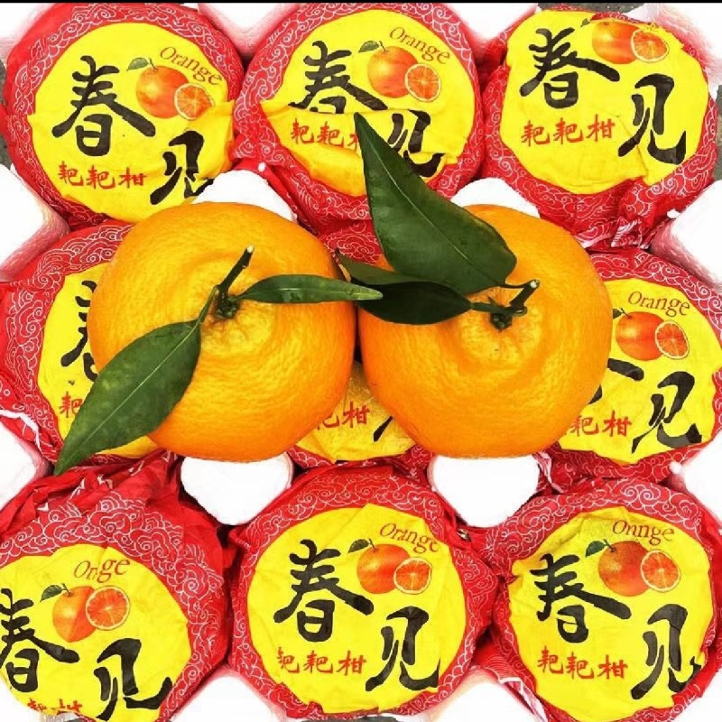 春见耙耙柑承接电商果市场果外贸订单欢迎咨询