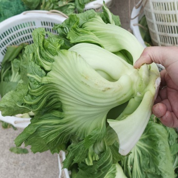 饶平芥菜个头大肉厚