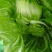 饶平芥菜个头大肉厚