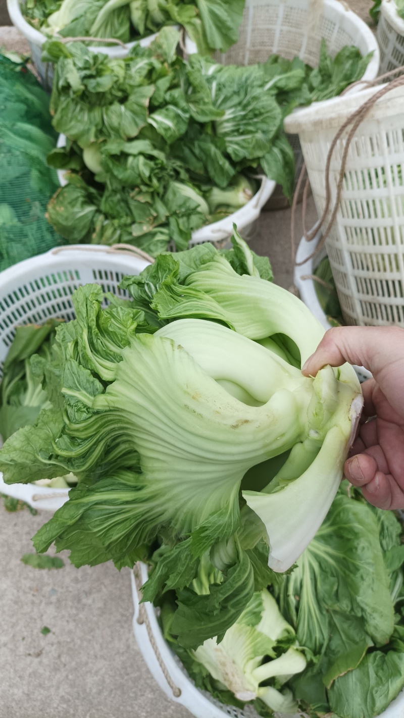饶平芥菜个头大肉厚