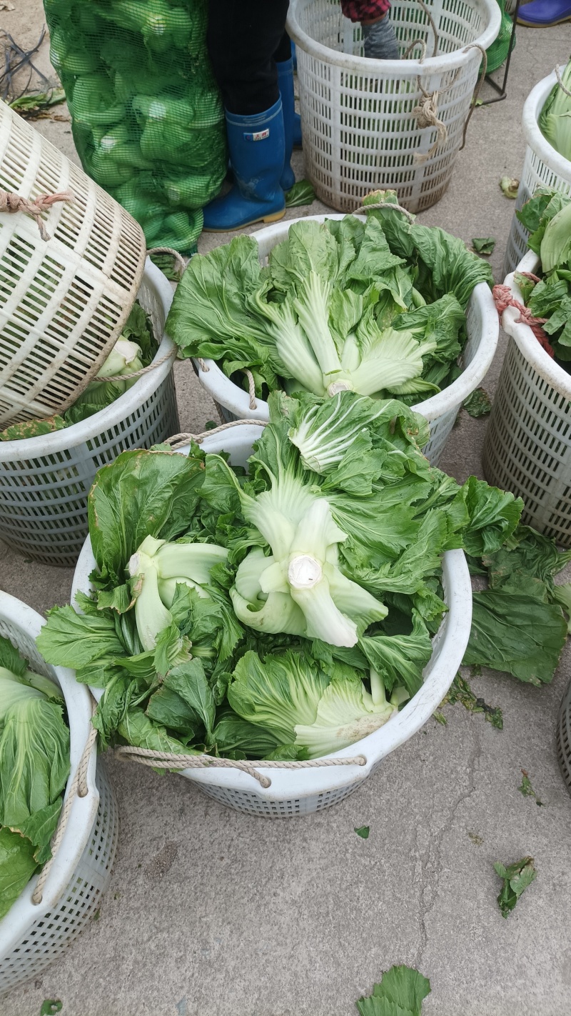 饶平芥菜个头大肉厚