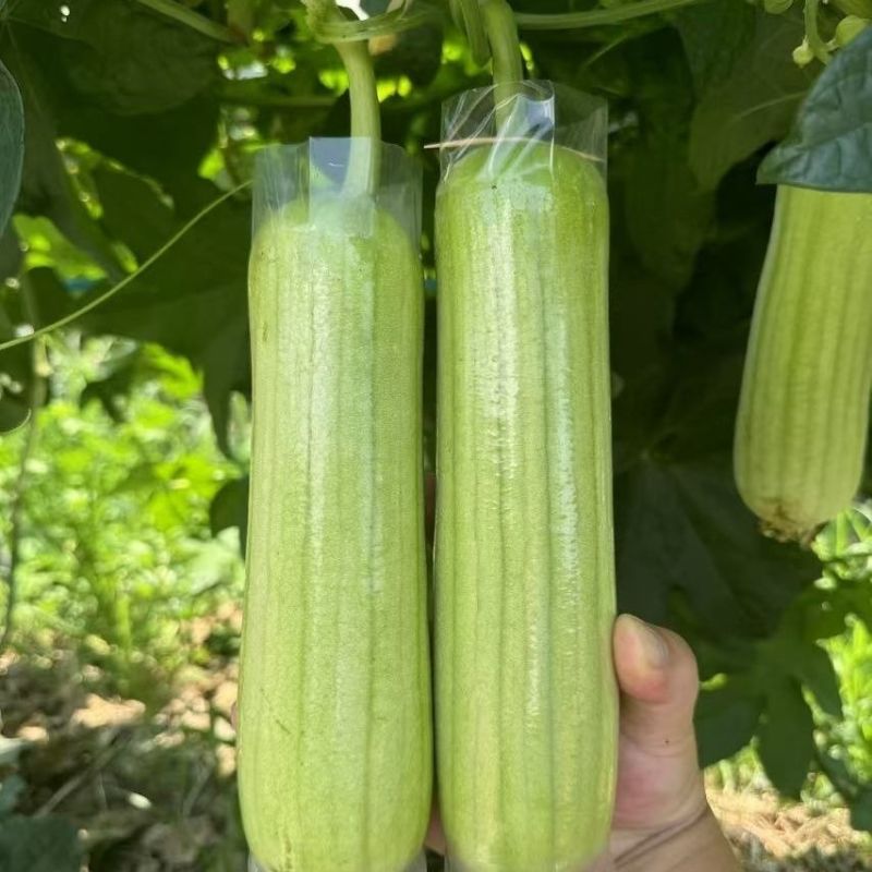 兴蔬翠玉1号丝瓜种子油亮光滑果肉紧实光皮绿白丝瓜种籽