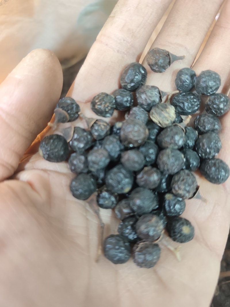 2025新款干货樟树子带皮新鲜晒干香樟籽樟木香樟子鱼食养