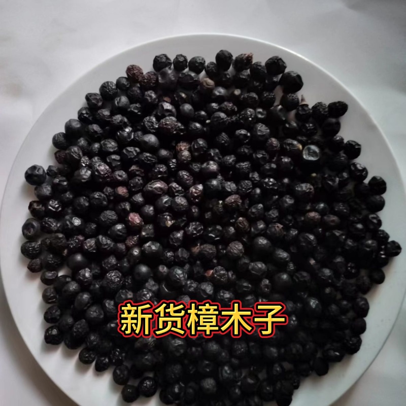 2025新款干货樟树子带皮新鲜晒干香樟籽樟木香樟子鱼食养