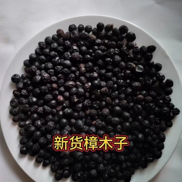 2025新款干货樟树子带皮新鲜晒干香樟籽樟木香樟子鱼食养