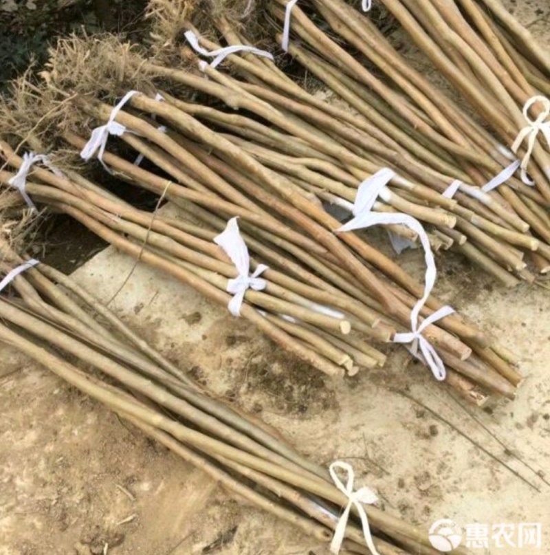 占地红花老紫微，12一15公分，1.5一2米截杆，大量
