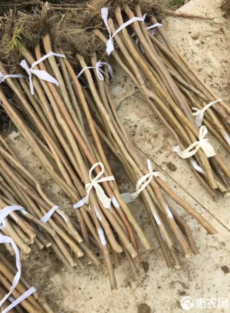 占地红花老紫微，12一15公分，1.5一2米截杆，大量