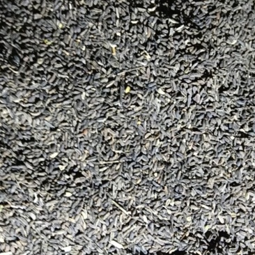 柴胡种子，