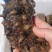 大连圈养活海参