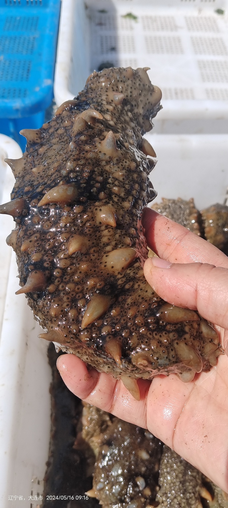 大连圈养活海参
