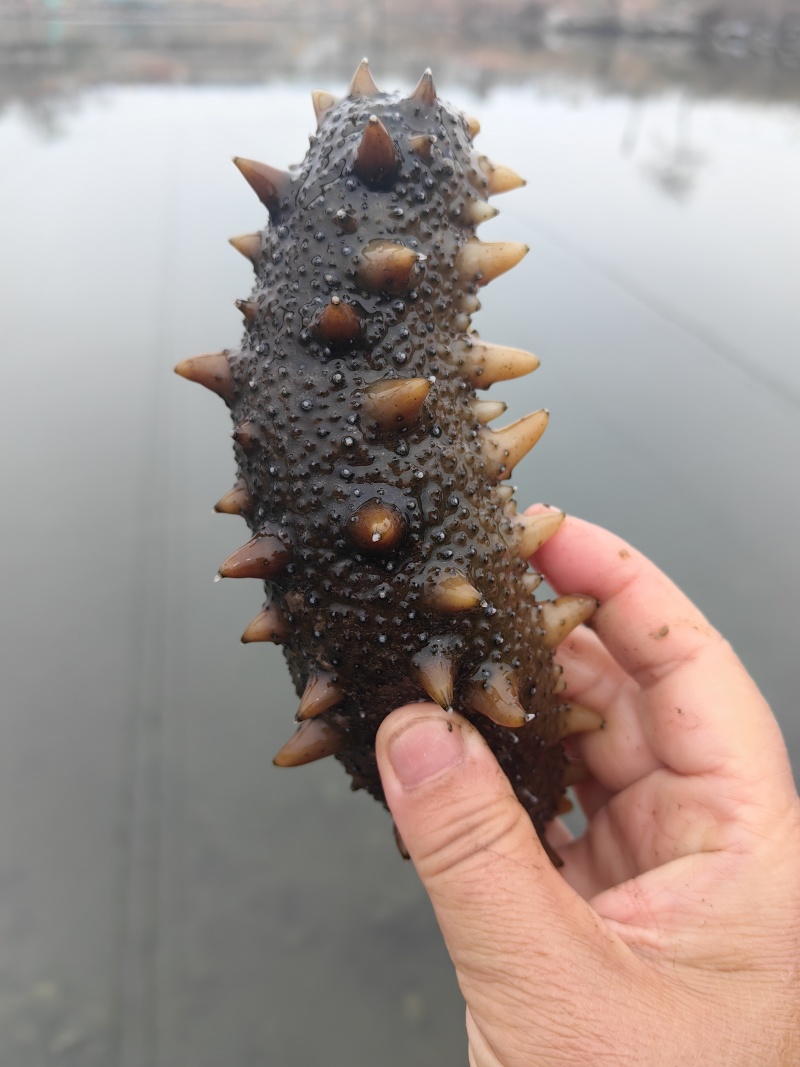 大连圈养活海参